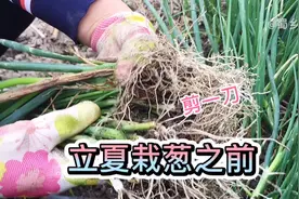 立夏种葱之前剪一刀，缓苗快、存活率高，一起来看看吧