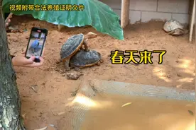 黄缘龟开始交配了视频封面
