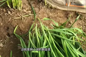 北方的朋友可以在自家院子里搭建一个小菜棚，冬天也可以吃蔬菜视频封面