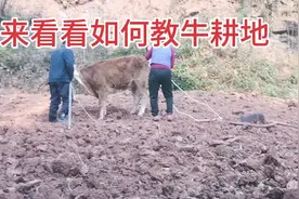 来看看如何教牛耕地 农民耕牛一辈子不容易 一年四季没有闲着视频封面