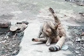 春天来了，猫咪无聊的躺着翻来滚去，有点反常。这是怎么了视频封面