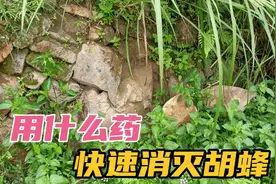 什么药，能快速消灭胡蜂，蜜蜂不在被赶跑？视频封面