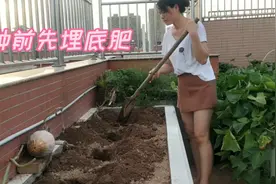 自家种菜不用化肥，用3种土肥混合，种出来的大白菜甜又嫩视频封面