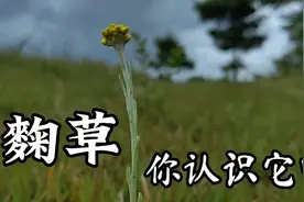 这种名叫鼠曲草的野草，不仅可以作为野菜食用，还有药用价值视频封面