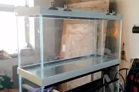 郑福堂鱼缸流行风向标，上下两层鱼缸，以后大众的选择视频封面