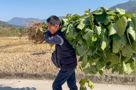 村头村尾公路边都能看到过山峰，现夹在背上；有点怕了！视频封面