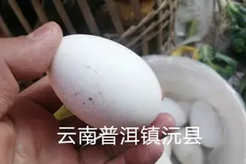 环游云南回顾13：普洱镇沅县，一只鹅蛋6元，鸡蛋真的是串着卖视频封面