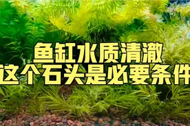 鱼缸水质清澈，这个石头是必要条件！三无缸最爱的石头！视频封面