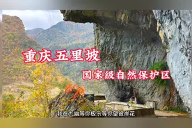 重庆五里坡国家级自然保护区漂亮惨了视频封面