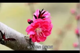 招桃花的三大星座视频封面