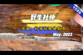 野生杜仲，泡酒，补肾壮腰健筋骨视频封面