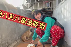 狗狗得了细小八天八夜没吃饭，远嫁海燕尽心尽力照顾救活了、视频封面