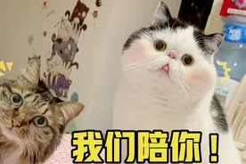 2只猫咪困得不行，还要守着主人，网友：真的太贴心了！视频封面