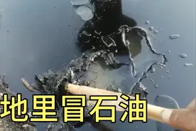 地里竟然冒出石油，秋子介绍石油到底什么样，竟然还能作衣服？视频封面