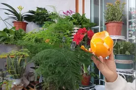 桔子皮养花多做这一步，肥效提高10倍，还能增强土壤酸性视频封面