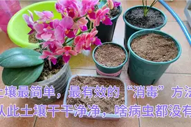 不管什么土壤“消毒”，我用最简单，最有效的方法，啥病毒都搞定视频封面