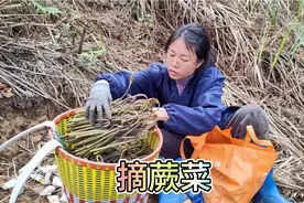 夫妻俩去广西摘蕨菜，一进山小伙就找不到媳妇，七尺男儿都急哭了视频封面