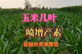 玉米几叶期喷施控旺促长素最好视频封面