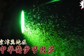 京津冀地区中华婪步甲虫多令人闹心，听完专家更疑惑视频封面