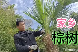 家乡山坡上生长的一种“棕树”植物，叶子一年四季都是绿油油的视频封面