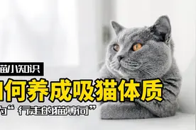 三句话，让小猫咪给我吸了一整天视频封面