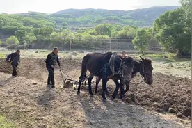 内蒙古深山遇到骡子耕地的老农民，来看看驴骡子和马骡子的区别视频封面