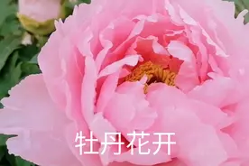 平顶山博物馆牡丹苑牡丹花次第开放，带着家人赶快去，别错过了视频封面