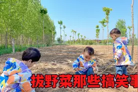 三胞胎去拔野菜，哥哥下坡方式太搞笑，弟弟耍脾气要坐三轮车回家视频封面