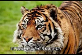 属虎人子孙有福，晚年健康。视频封面