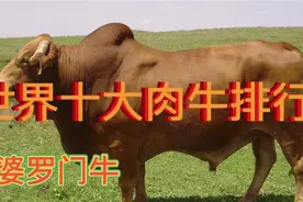 世界十大肉牛排行！海福特牛倒数！西门塔尔排在第几？视频封面