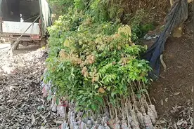荔枝品种冰荔，观音绿，岭丰糯，越洲红，仙进奉，白糖罂，妃子笑