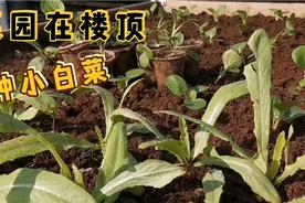 楼顶上种菜，小白菜种植简单生长速度快，现在正是种菜好时机视频封面