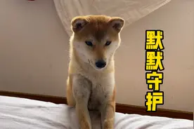 宝宝出生后，狗狗每天早晨都去看望他，默默守护在旁边视频封面
