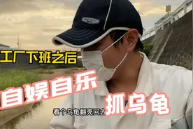 日本工厂下班之后，自娱自乐，去河沟里抓乌龟，翻个底朝天视频封面