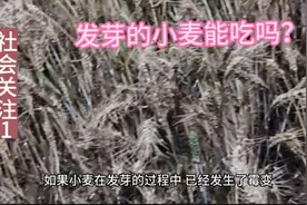 社会关注1:发芽的小麦还能吃吗视频封面