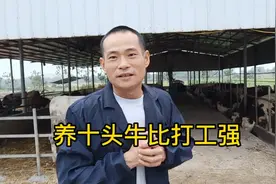 养十头牛比打工强，十头牛要投18W，年利润8W视频封面