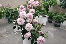 蜻蜓月季 : 完美的花型，清新的柑橘强香视频封面