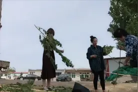 老中医开偏方:树皮治病？保定小文驱车带爸妈回老家扒树，真新鲜视频封面