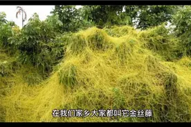 “黄金藤”当地俗称！这玩意可以捣鼓白发？视频封面