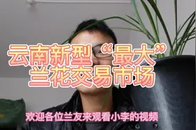 云南最大的莲瓣兰栽培基地，云南最大的莲瓣兰交易市场视频封面