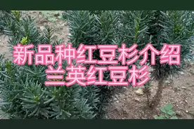 红豆杉新品种介绍，兰英红豆杉叶子颜色翠绿，四季常青耐寒耐晒！视频封面