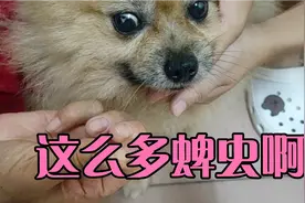 小区花草多，蜱虫也多。看看三天在狗狗身上抓了多少！视频封面