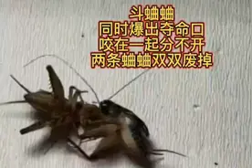 斗蟋蟀，同时发出夺命口，咬在一起分不开，两条蛐蛐双双废掉视频封面