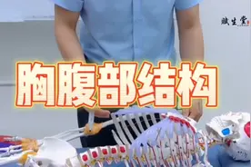 胸部部位的结构以及解剖讲解视频封面