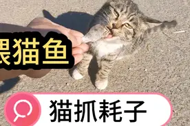 让流浪猫抓耗子，先贿赂它点鱼，结果让人哭笑不得！视频封面