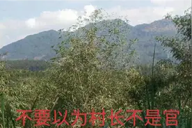 蜜蜂🐝做窝的墓地，会有什么现象发生？