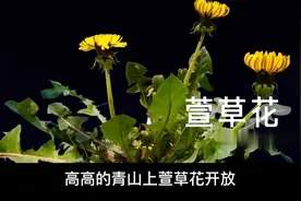 有故事的歌曲 如果有一天 懂了忧伤  萱草花视频封面