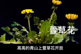 有故事的歌曲 如果有一天 懂了忧伤  萱草花视频封面