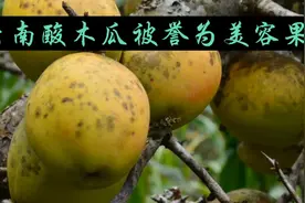 云南特产酸木瓜，云南人的至爱， 还有这么多的作用，涨知识视频封面
