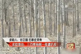 【三百棵杨树一夜被扒皮,石家庄老人坐地痛哭】视频封面
